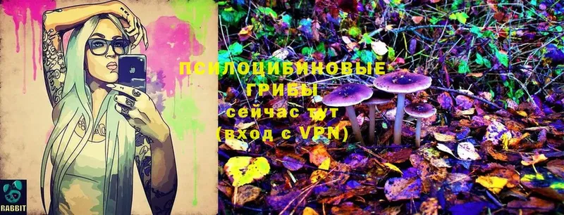 Псилоцибиновые грибы Psilocybe Тверь